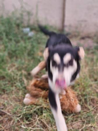 ? Sweet Mini Husky Heeler Puppy Needs Furever Home ? (Queen Creek)64300240066690122