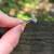 1.85 Carat Pear Diamond Ring 11 thumbnail