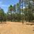 *Land clearing~Forestry mulching* 11 thumbnail