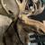 Giant Taxidermy Real Moose Head Wall Hanging Trophy 10 thumbnail