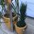 Ponytail palm & Haworthia succulents in 2 matching ceramic pots 4 thumbnail