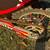 2004 Honda Crf150F - was $2295 NOW 8 thumbnail