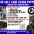 CANE CORSO FULL AKC 1 thumbnail