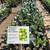 Citrus Trees 2 Feet Tall $20 - More Than 5000 Trees To Choose From $20 21 thumbnail