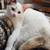Female cat 1 thumbnail