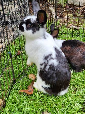 Dos conejas holandesas (Spartanburg, SC)63661489983491121