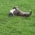 Female blue pit 1 thumbnail