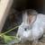 Rex Rabbits 4 thumbnail