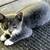 Kittens ‐really cute and friendly! 2 thumbnail