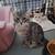 Kittens for Adoption 5 thumbnail