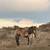 Buckskin Performance Filly by Midnight Kat DR–Metallic Cat &Hollywood 5 thumbnail