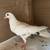 Young pigeons 2 thumbnail