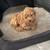 Maltipoo Gorgeous Puppy 2 thumbnail