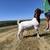 5 month old commercial boer billy for sale 4 thumbnail
