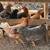 Assorted Pullets 4 1/2 months old 8 thumbnail