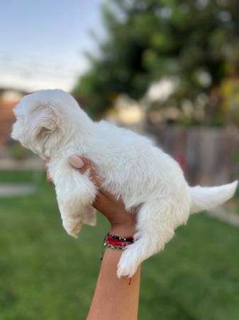Shih tzu (Madera)63678139187587122