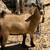 Nigerian Dwarf Goats 7 thumbnail