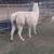 llama - male 4 thumbnail