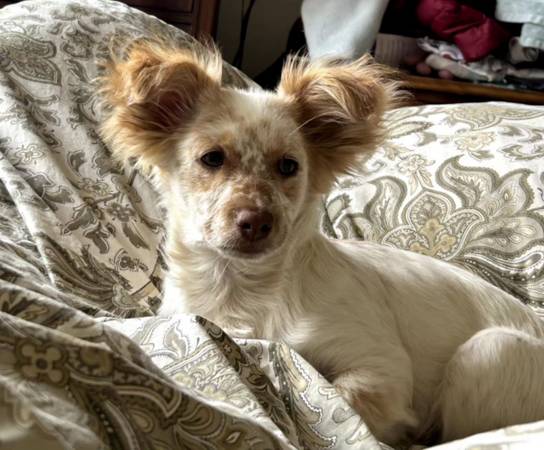 Rescued Pup ready  for Loving Forever  Home Just $80.00 rehoming fee (Gilroy)63890025603715120