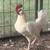 Rooster 5 thumbnail