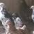 CHICKS FOR SALE 3 thumbnail