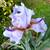 Iris rhizomes available on SATURDAY 8 thumbnail