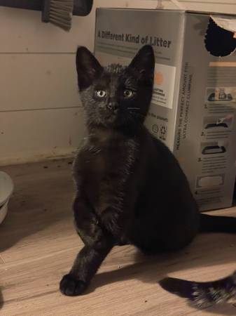 Kitten for adoption (Olympia)606385667740815364