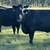HERD SELLOUT 12 Bred Cows 11 thumbnail