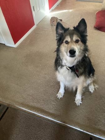 Bailey Shepard mix needs a new home. (Denver)63921243533570120