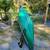 16ft Coleman Canoe w/paddles excellent condition 2 thumbnail