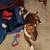 Red nosed Pit bull mix 5 thumbnail