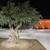 Large Mature Olive Trees 8 thumbnail