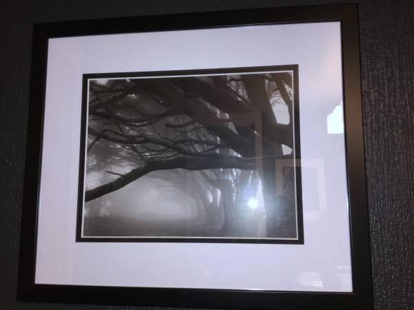 FRAMED ART POSTER PRINT CYPRESS TREES LIKE NEW 1