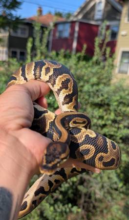 Ball python (Topeka)