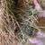 Alfalfa 2 thumbnail