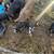 Kune kune mixed piglets 4 thumbnail