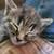 Older kittens 2 thumbnail
