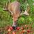 DEER APPLES 1 thumbnail