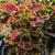 Coleus 9 thumbnail