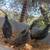 Moutian quail trio 5 thumbnail