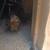 Chicken 6 thumbnail