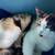 Free pregnant cats! 4 thumbnail