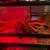 uromastyx lizard 5 thumbnail