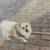 Pomeranian Male 2 thumbnail