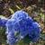 Hydrangeas plants 2 thumbnail
