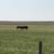 Horse Boarding 8 thumbnail