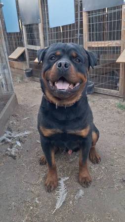 Rottweiler 1
