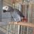 Parrot 1 thumbnail