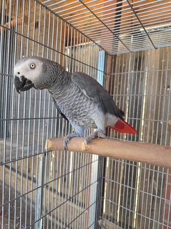 Parrot 1