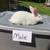 New Zealand, continental, mini rex 5 thumbnail